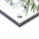 Dwarf crested iris illustration  Acrylic print