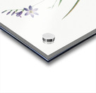 Ixia secunda illustration  Acrylic print