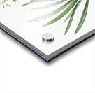 Satin squill illustration  Acrylic print