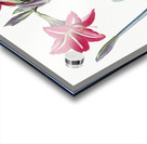 Brazilian amaryllis illustration  Acrylic print