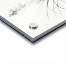 Thin asphodeline illustration  Acrylic print