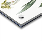 Lemonyellow iris illustration  Acrylic print