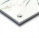 Gladiolus lineatus illustration  Acrylic print