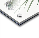 Agave spicata illustration  Acrylic print