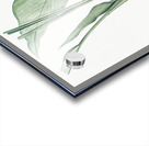 Turmeric illustration  Acrylic print