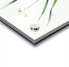 Sea asparagus illustration  Acrylic print