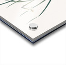 Daffodils illustration  Acrylic print