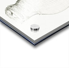 Daffodils illustration  Acrylic print