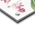 Netted-veined amaryllis illustration  Acrylic print