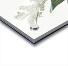 False helleborine illustration  Acrylic print