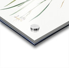 Netted-veined amaryllis illustration  Acrylic print