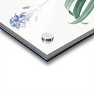 Netted-veined amaryllis illustration  Acrylic print