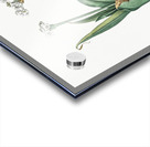 Ornamental onion illustration  Acrylic print