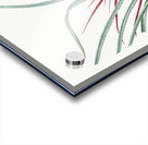 Ornamental onion illustration  Acrylic print