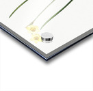 Cowslip cupped daffodil illustration  Acrylic print