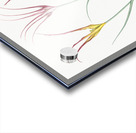 Horned tulip illustration  Acrylic print