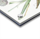 Broadleaf wild leek illustration  Acrylic print