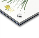 Broadleaf wild leek illustration  Acrylic print