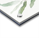 Broadleaf wild leek illustration  Acrylic print