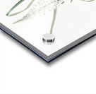 Broadleaf wild leek illustration  Acrylic print