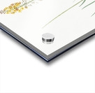 Bulbine illustration  Acrylic print