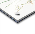 Siberian iris illustration  Acrylic print