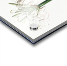 Broadleaf wild leek illustration  Acrylic print