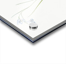 Broadleaf wild leek illustration  Acrylic print