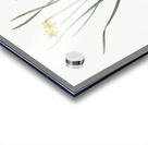Rush-leaf jonquil illustration  Acrylic print