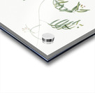 Bridal creeper illustration  Acrylic print