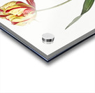 Didier tulip illustration  Impression Acrylique