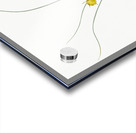 Petticoat daffodil illustration  Acrylic print