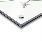 Barbary nut illustration  Acrylic print