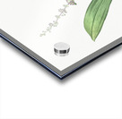 Peliosanthes teta illustration  Acrylic print