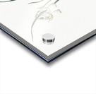 Green-tinge spiderlily illustration  Acrylic print