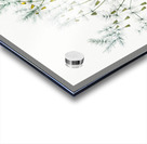 Asparagus fern illustration  Acrylic print