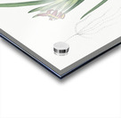 Asparagus fern illustration  Acrylic print