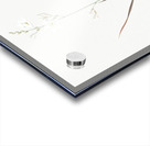 Corn lily illustration  Acrylic print