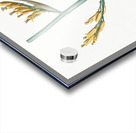 New Zealand flax illustration  Acrylic print