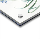 Dutch hyacinth illustration  Acrylic print