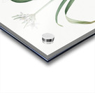 Poison bulb illustration  Acrylic print