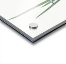 Milky iris illustration  Acrylic print