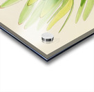 Leucadendron Stokoei Acrylic print