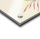 Aloe Globuligemma Acrylic print