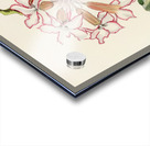 Adenium Multiflorum Acrylic print