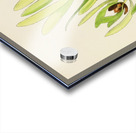 Leucadendron Stokoei Acrylic print