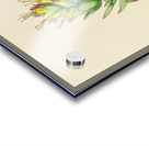 Mimetes Palustris Acrylic print