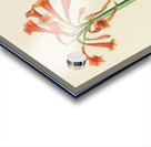 Cyrtanthus Rotundilobus Acrylic print