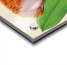 Haemanthus Natalensis Acrylic print