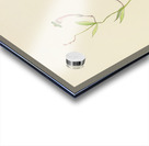 Ceropegia Rendallii Acrylic print